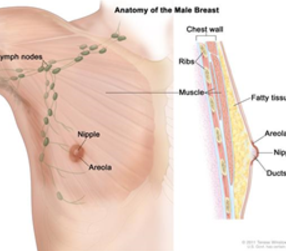 malebreast